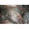 Quality Frozen Black Tilapia Fish WR Tilapia Sale